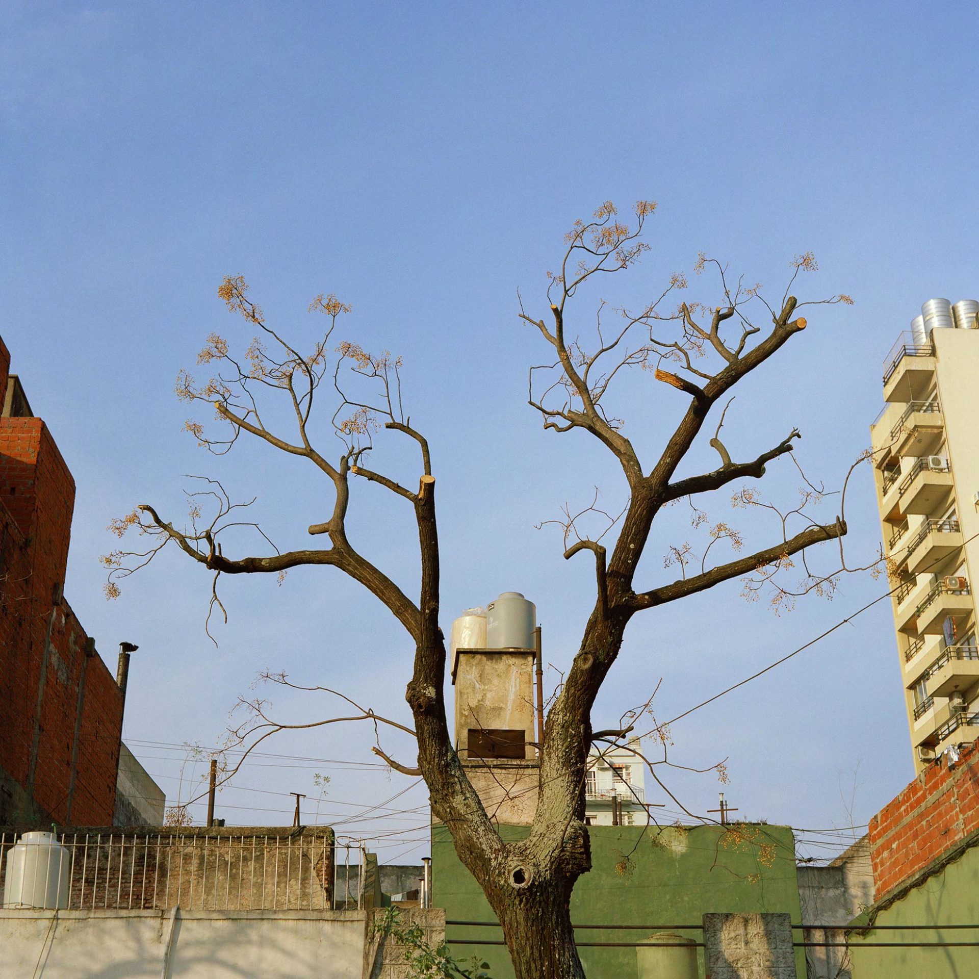 Un arbre taillé sauvagement et une réserve d'eau à Buenos Aires